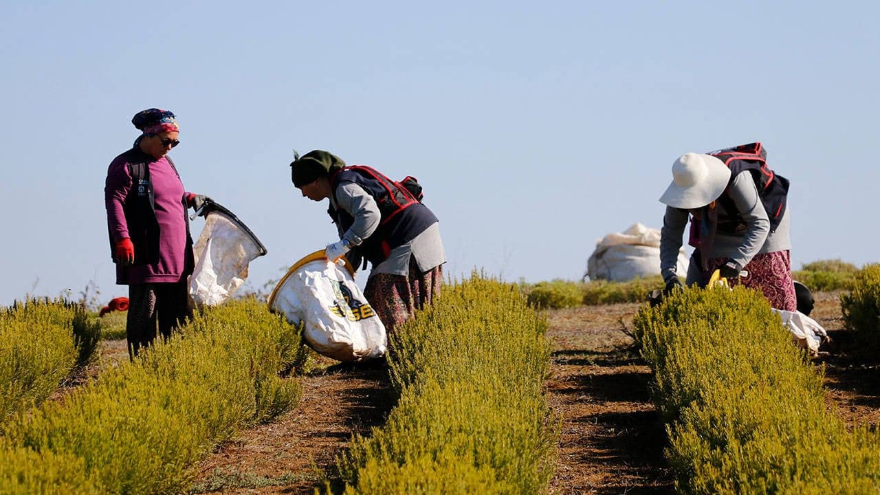 Türk Çiftçisi Borç Sarmalında: Üretimin Geleceği Tehlikede