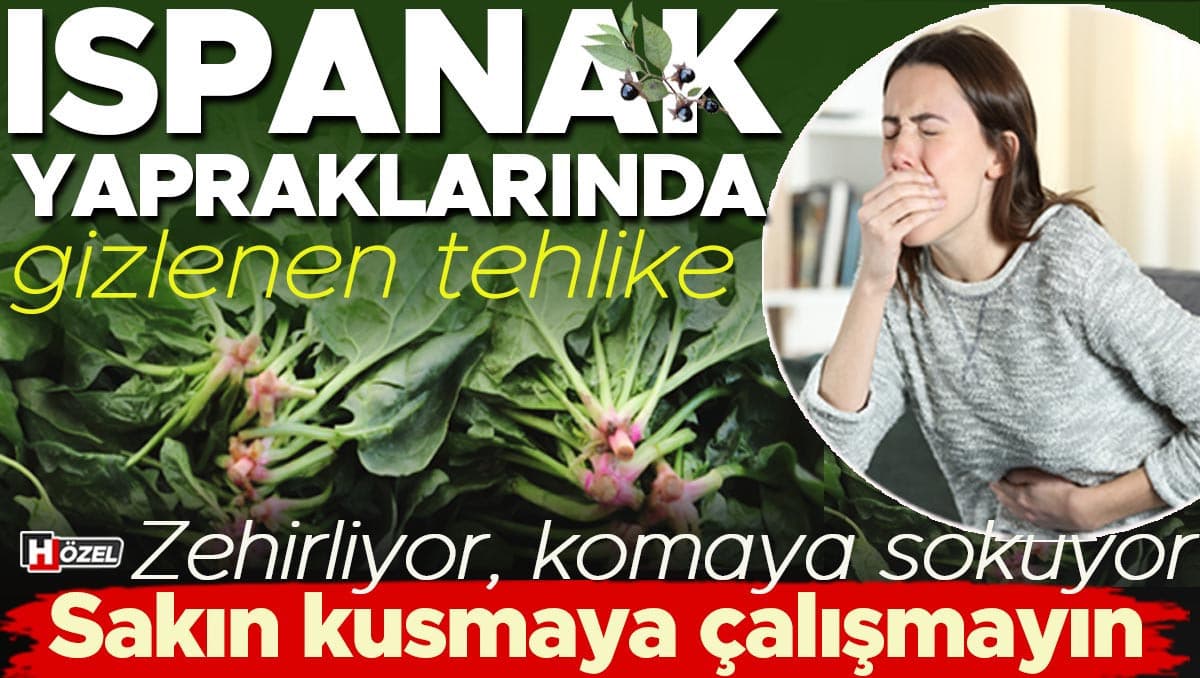 Türk Sofrasına Sızan Zehirli Tehdit: Güzelavrat Otu